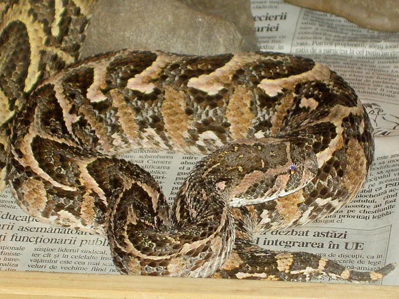 Bitis arietans.JPG [135 Kb]